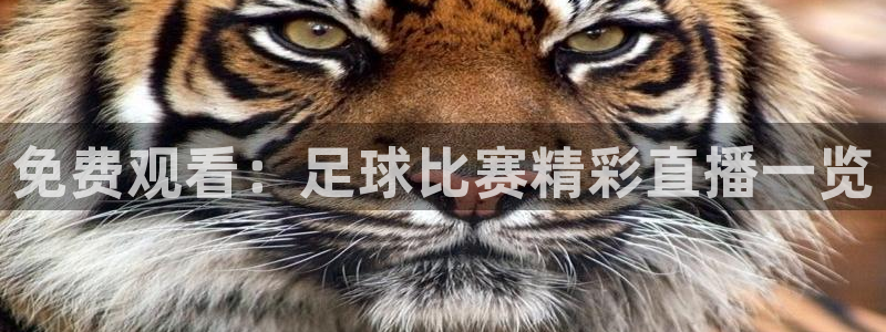 免费观看：足球比赛精彩直播一览