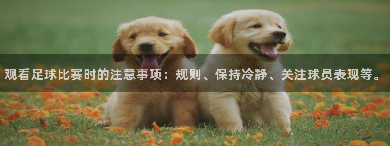 观看足球比赛时的注意事项：规则、保持冷静、关注球员表现等。