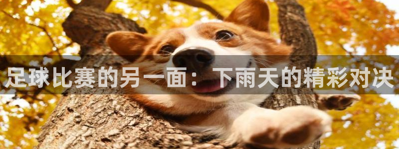 足球比赛的另一面：下雨天的精彩对决